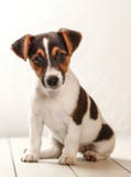 Studio shot - Jack Russell terrier puppy sitting on white boards royalty free stock images Studio shot - Jack Russell terrier puppy sitting on white boards royalty free stock images