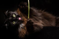 Studiostående av en härliga Maine Coon Cat arkivfoto Studiostående av en härliga Maine Coon Cat arkivfoto