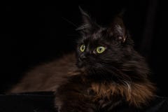 Studiostående av en härliga Maine Coon Cat arkivbilder Studiostående av en härliga Maine Coon Cat arkivbilder