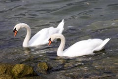 Stum svan, Cygnusolor, Lago di Grada, Italien royaltyfri foto Stum svan, Cygnusolor, Lago di Grada, Italien royaltyfri foto