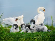 stum swan royaltyfri fotografi stum swan royaltyfri fotografi