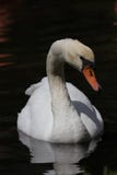 stum swan för lake fotografering för bildbyråer stum swan för lake fotografering för bildbyråer