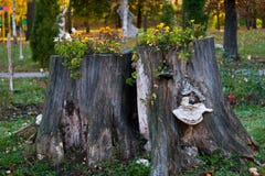 Stump With Flowers. Stock Photography Stump With Flowers. Stock Photography