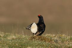 A stunning male Black Grouse Tetrao tetrix displaying to the females. royalty free stock photo A stunning male Black Grouse Tetrao tetrix displaying to the females. royalty free stock photo