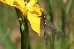 A stunning rare newly emerged Downy Emerald Dragonfly Cordulia aenea perching on a yellow flag flower. Royalty Free Stock Image A stunning rare newly emerged Downy Emerald Dragonfly Cordulia aenea perching on a yellow flag flower. Royalty Free Stock Image