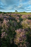 Stunning Summer sunset landscape image of Bratley View in New Fo Stock Images Stunning Summer sunset landscape image of Bratley View in New Fo Stock Images