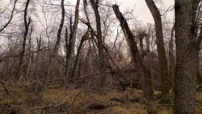 Sturm schädigende Bäume des Waldes und Klotz in den verschiedenen Winkeln Zeitlupediaschuß stock video footage Sturm schädigende Bäume des Waldes und Klotz in den verschiedenen Winkeln Zeitlupediaschuß stock video footage