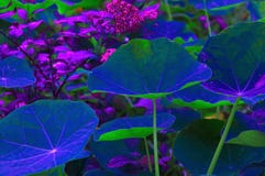 Stylized Large Leaves Of Nasturtium And Sedum Sedum In Blue And Purple Tones  In A Flower Garden Royalty Free Stock Photography