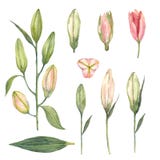 Ställ in av rosa dagdrömmareliljaknoppar på en vit bakgrund watercolo stock illustrationer Ställ in av rosa dagdrömmareliljaknoppar på en vit bakgrund watercolo stock illustrationer