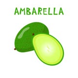 Ställ in av två isolerade ambarellas Spondiasdulcis, mombin, pommecythere, stock illustrationer Ställ in av två isolerade ambarellas Spondiasdulcis, mombin, pommecythere, stock illustrationer