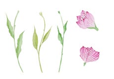 Ställ in av vattenfärgstjälk och blommor av Alstroemeria vektor illustrationer Ställ in av vattenfärgstjälk och blommor av Alstroemeria vektor illustrationer