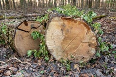 Stämme mit Blättern schnitten das Legen in einen Wald stockfotos Stämme mit Blättern schnitten das Legen in einen Wald stockfotos