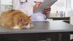 Stäng sig upp av en härlig katt på veterinärkontoret efter läkarundersökning arkivbilder Stäng sig upp av en härlig katt på veterinärkontoret efter läkarundersökning arkivbilder