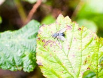 Stäng sig upp av en köttfluga på bladSarcophagacarnaria Royaltyfria Foton Stäng sig upp av en köttfluga på bladSarcophagacarnaria Royaltyfria Foton