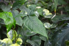 Stäng sig upp av en mogen exotisk SyngoniumPodophyllum Schott ’Trileaf som under ’med tredelar sidor fotografering för bildbyråer Stäng sig upp av en mogen exotisk SyngoniumPodophyllum Schott ’Trileaf som under ’med tredelar sidor fotografering för bildbyråer