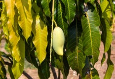 Stäng sig upp av mango på ett mangoträd Royaltyfria Foton Stäng sig upp av mango på ett mangoträd Royaltyfria Foton