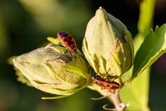 Stäng sig upp av två Firebugs på stängda knoppar av rhododendron med narural grön bakgrund grunt djupfält royaltyfri foto Stäng sig upp av två Firebugs på stängda knoppar av rhododendron med narural grön bakgrund grunt djupfält royaltyfri foto