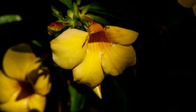 Stäng sig upp från gul trumpetbush fotografering för bildbyråer Stäng sig upp från gul trumpetbush fotografering för bildbyråer