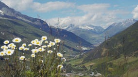 Stäng sig upp sikt av kamomillen i den bergiga fjällängregionen, med en avlägsen liten by och höga snöig maxima på lager videofilmer Stäng sig upp sikt av kamomillen i den bergiga fjällängregionen, med en avlägsen liten by och höga snöig maxima på lager videofilmer