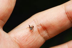 Stängt upp mycket liten rörelsehindrad färgrik hoppa spindel på långfingersvartbakgrunden fotografering för bildbyråer Stängt upp mycket liten rörelsehindrad färgrik hoppa spindel på långfingersvartbakgrunden fotografering för bildbyråer