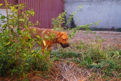 Stående av den blandade hunden för avelpitbull-boerboel-tysk herde i gård under guld- timme arkivfoto Stående av den blandade hunden för avelpitbull-boerboel-tysk herde i gård under guld- timme arkivfoto