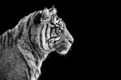 Stående av den Sumatran tigern i svartvitt arkivfoto Stående av den Sumatran tigern i svartvitt arkivfoto
