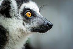 Stående av dentailed makin royaltyfri foto Stående av dentailed makin royaltyfri foto