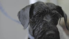Stående av det fluffiga gulliga svarta valpslutet upp Förtjusande hund som skakar i husdjursalongen efter ha ansat och tvätten arkivfilmer Stående av det fluffiga gulliga svarta valpslutet upp Förtjusande hund som skakar i husdjursalongen efter ha ansat och tvätten arkivfilmer