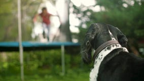 Stående av en beagle som hunden ser som spela för flicka Utomhus i parkera close upp arkivfilmer Stående av en beagle som hunden ser som spela för flicka Utomhus i parkera close upp arkivfilmer