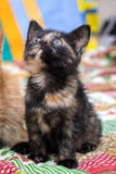 Stående av en gullig liten kattunge fotografering för bildbyråer Stående av en gullig liten kattunge fotografering för bildbyråer