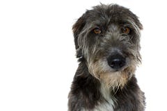 STÅENDE AV EN GULLIG SVART HUND MED ETT LEENDEUTTRYCK SOM ISOLERAS PÅ royaltyfri fotografi STÅENDE AV EN GULLIG SVART HUND MED ETT LEENDEUTTRYCK SOM ISOLERAS PÅ royaltyfri fotografi