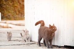 Stående av en härlig grå katt royaltyfri foto Stående av en härlig grå katt royaltyfri foto