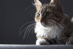 stående av en härlig katt på en grå bakgrund royaltyfria bilder stående av en härlig katt på en grå bakgrund royaltyfria bilder