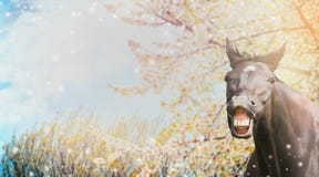 Stående av en häst med ett leende på bakgrund av vårblomningnaturen royaltyfria bilder Stående av en häst med ett leende på bakgrund av vårblomningnaturen royaltyfria bilder