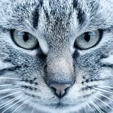 Stående av en katt, gröna ögon, närbild fotografering för bildbyråer Stående av en katt, gröna ögon, närbild fotografering för bildbyråer