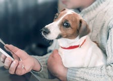Stående av en liten hund Jack Russell Terrier som sitter på varven av en vuxen manlig ägare, medan han använder en smartphone arkivbilder Stående av en liten hund Jack Russell Terrier som sitter på varven av en vuxen manlig ägare, medan han använder en smartphone arkivbilder