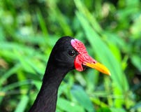 Stående av en Wattled jacanafågel på en bakgrund av grönt gräs royaltyfria bilder Stående av en Wattled jacanafågel på en bakgrund av grönt gräs royaltyfria bilder