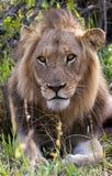 Stående av ett manligt lejon i hans naturliga livsmiljö royaltyfri fotografi Stående av ett manligt lejon i hans naturliga livsmiljö royaltyfri fotografi