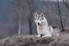 Stående av ett Siberian skrovligt för närbildhund royaltyfri fotografi Stående av ett Siberian skrovligt för närbildhund royaltyfri fotografi