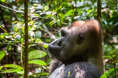 Stående av ett slut för gorilla för västra lågland (gorillagorillagorilla) upp på ett kort avstånd västra male silverback för vux Arkivfoto Stående av ett slut för gorilla för västra lågland (gorillagorillagorilla) upp på ett kort avstånd västra male silverback för vux Arkivfoto