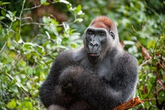 Stående av ett slut för gorilla för västra lågland (gorillagorillagorilla) upp på ett kort avstånd västra male silverback för vux Royaltyfri Bild Stående av ett slut för gorilla för västra lågland (gorillagorillagorilla) upp på ett kort avstånd västra male silverback för vux Royaltyfri Bild
