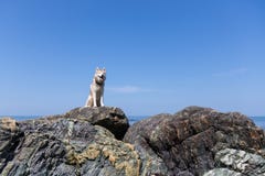 Stående av ursnyggt skrovligt för hundavelsiberian på stranden Bilden av den fria skrovliga hunden som sitter på, vaggar på sjösi fotografering för bildbyråer Stående av ursnyggt skrovligt för hundavelsiberian på stranden Bilden av den fria skrovliga hunden som sitter på, vaggar på sjösi fotografering för bildbyråer