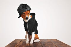 Ståenden av en hund i svart zippered hoodien royaltyfri foto Ståenden av en hund i svart zippered hoodien royaltyfri foto