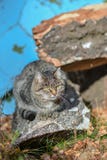 Su terra il gatto ha alimento e sta guardando in avanti a immagine stock Su terra il gatto ha alimento e sta guardando in avanti a immagine stock
