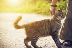 Su una strada una donna che segna un gatto senza tetto lanuginoso fotografia stock libera da diritti Su una strada una donna che segna un gatto senza tetto lanuginoso fotografia stock libera da diritti