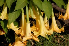 Suaveolens di Brugmansia, tromba del ` s di angelo fotografie stock Suaveolens di Brugmansia, tromba del ` s di angelo fotografie stock