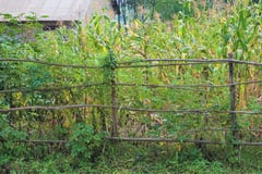 Subsistence farm plot barracaded by wattled sticks stock photography Subsistence farm plot barracaded by wattled sticks stock photography