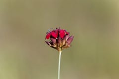 Subsp för Carthusian rosa Dianthussanguineus eller Dianthuscarthusianorum sanguineus Royaltyfri Foto Subsp för Carthusian rosa Dianthussanguineus eller Dianthuscarthusianorum sanguineus Royaltyfri Foto
