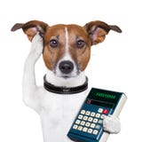 Successful dog accountant. Dog accountant thinking and calculating with calculator Successful dog accountant. Dog accountant thinking and calculating with calculator