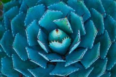 succulent fotos de stock royalty free succulent fotos de stock royalty free